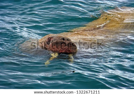 Walrus in the water. Animal head close-up. Wildlife of the Arctic. Chukotka animals. Extreme North. Providence Bay, Bering sea. Chukotka, Far East of Russia. 
