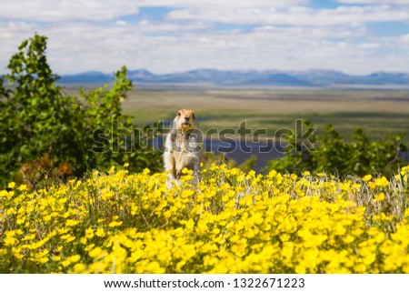 Gopher among yellow flowers. Arctic ground squirrel (Urocitellus parryii or Spermophilus parryi), also called the Evrazhka. Chukotka animals. Wildlife of the North. Chukotka, Siberia, Far East Russia. Royalty-Free Stock Photo #1322671223