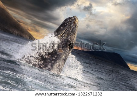 Gray whale jumps out of the water. Dramatic sky on the background. Senyavin Strait near the Yttygran Island, Bering Sea. Chukotka, Far East Russia. Arctic Wildlife. Extreme North. Chukotka animals. Royalty-Free Stock Photo #1322671232