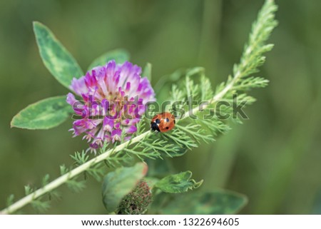 Ladybug on pink clover. Spring abstract photo.