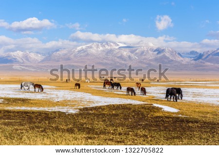 Highland pasture Xinjiang China，
landscape with wild horses near the mountain. Altai Siberia.