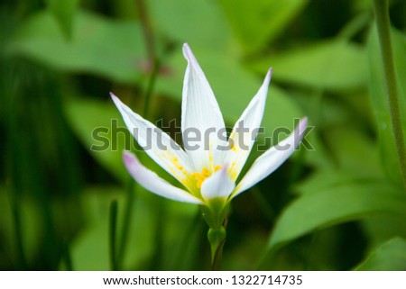 Zephyranthes grandiflora, Close up of Zephyranthes grandiflora and blurred background,