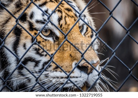 A black transverse stripes Siberian Tiger in Florida