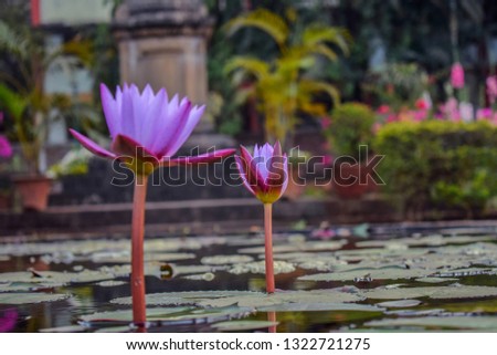 Side view of beautiful pink color lotus bud which is half blooming on the big green lotus leaves in black water pond. blurred garden on background. Picture captured at Town hall Kolhapur, Maharashtra.