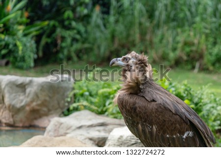 Scavenging vulture in the park