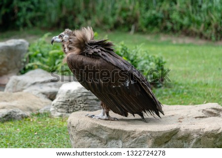 Scavenging vulture in the park