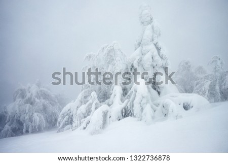 Ukrainian Carpathian mountains in winter