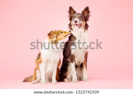 Border Collie dog and Shetland Sheepdog dog in the photo studio on pink background
