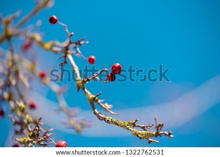 shabby tree with red wild fruits on the background of blue sky