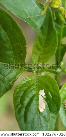 Spinach leaves eaten by caterpillars.