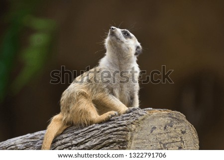 Cute Meerkat ,Suricata suricatta guard in attention