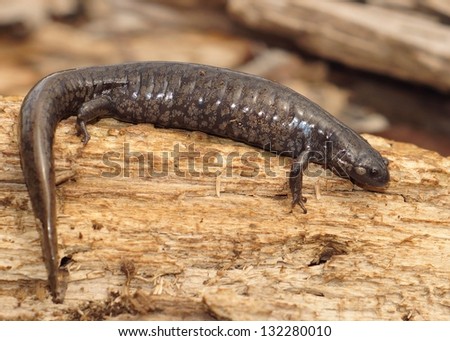 Salamanders - A huge gravid or pregnant Smallmouth Salamander, Ambystoma texanum