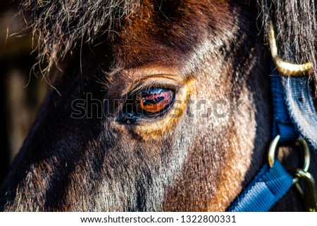 Close-up of a Ponies' left eye showing detail of the Iris etc. Also in view is the hair , main and some of the harness of the Pony.