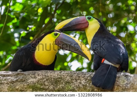 chestnut-mandibled toucan, Ramphastos ambiguus swainsonii, two colorful birds perched on a branch in Costa Rica

