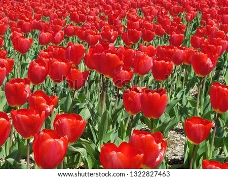 Close-up on a red tulip flowerbed for springtime backgrounds