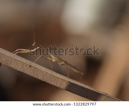 macro photos of praying grasshoppers walking on wooden blocks