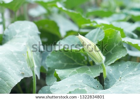 Pumpkin flower in green leaves.