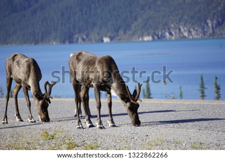 Reindeer on ther road in Canada