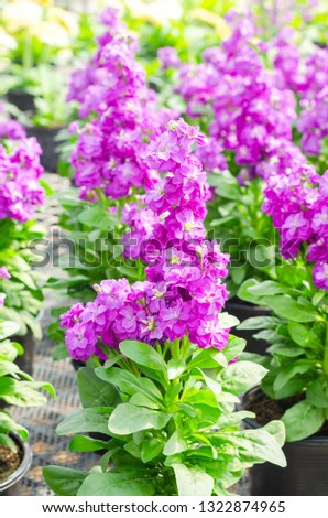 Hoary stock or matthiola incana flower with green leaves in the garden