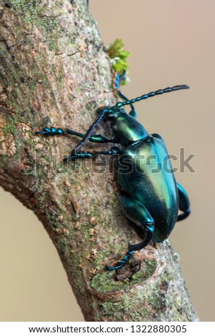 frog-legged beetle - Sagra sp.