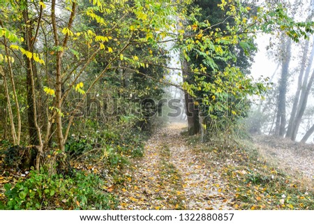path in forest, beautiful photo digital picture
