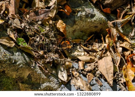 frog in garden, beautiful photo digital picture