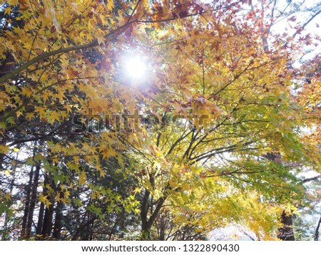 maple tree near kawaguchiko lake in japan . I take this photo in november 2018 autumn season.