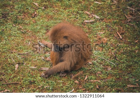 
Nice image of guinea baboons. Animal