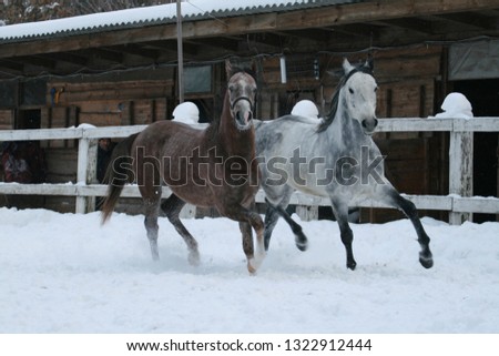 2 Arabian horses runs  in the snow in the paddock against a white fence and trees with yellow leaves. Senior gelding gray, young foal (1 year old) will be gray.