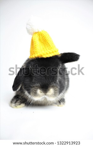 Little back bunny in a yellow hat.