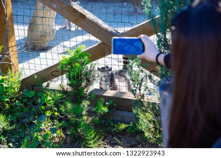 woman taking picture of lemur in zoo on phone