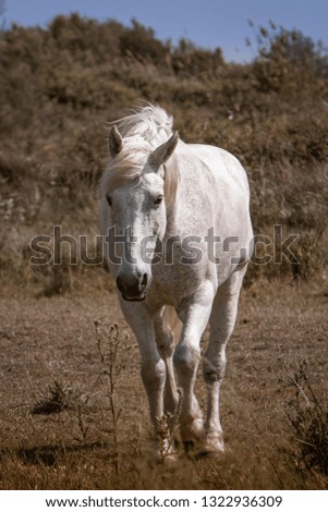 white wild free horse