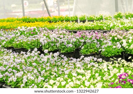 colorful spring pansy Viola flowers in garden