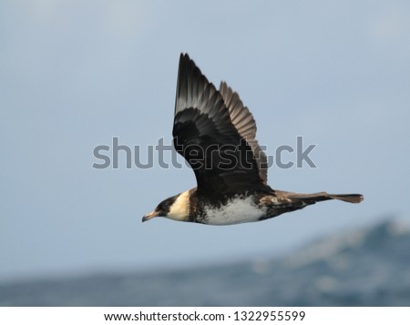 Adult Pomarine Skua (Stercorarius pomarinus) in flight over the Altantic ocean off the coast of northern Spain in the Bay of Biscay. Showing under wing pattern.