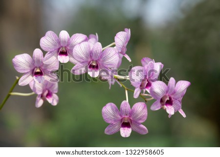 Beautiful orchid flower in nature with blurred background.