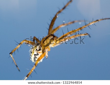 
shaggy scary spider on blue sky background
