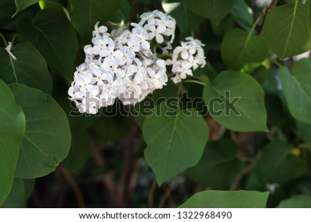 Blooming lilac tree photographed in Finland. In this photo you can see the beautiful, light colored lilac flowers during a sunny spring day. Lovely plant that smells amazing! Closeup color image.