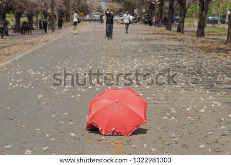 red umbrella on the road around with petals of Pink Trumpet Tree or Tabebuia Rosea fall with blurred background.