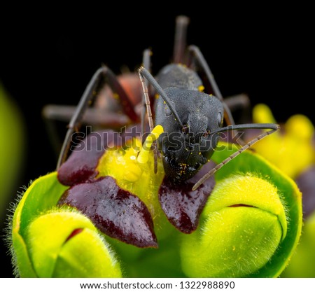 Camponotus cruentatus macro photography