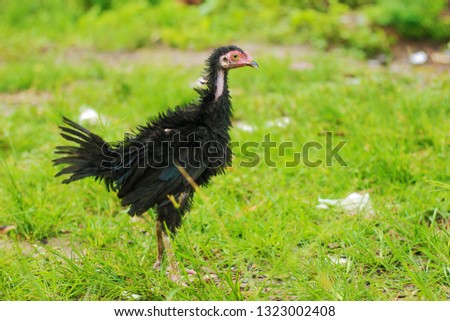 Portrait of black chicken in blora, indonesia.