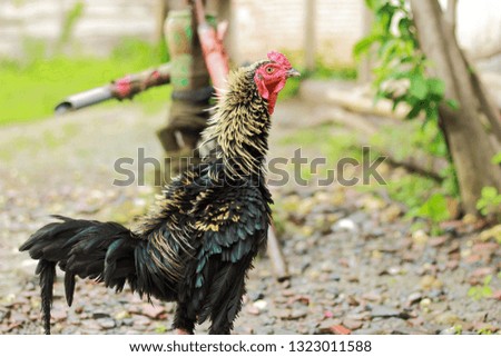 Portrait of black cock
