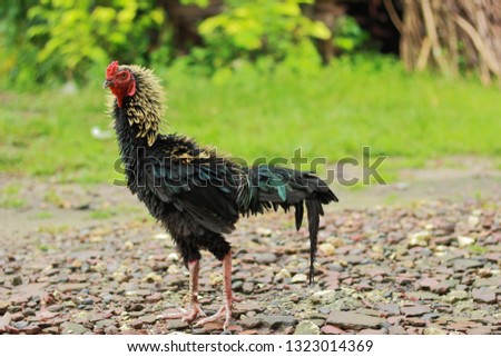 Portrait of black cock on the yard, location in blora, indonesia.