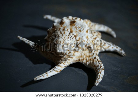 sea big shell on a dark background