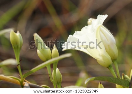 Merremia hungaiensis flowers