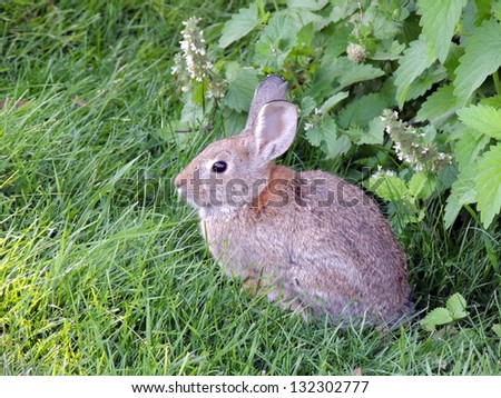 Rabbit in lawn