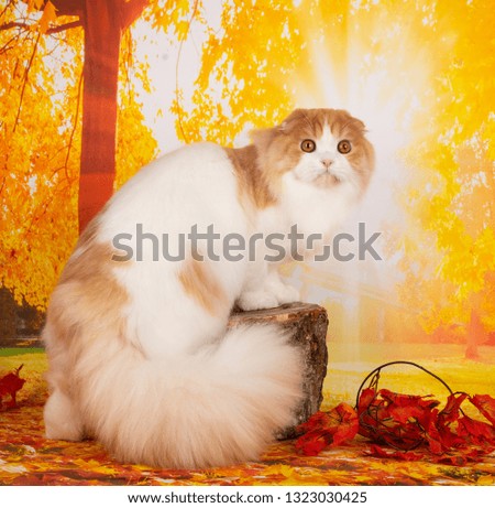 scottish fold cat on autumn background