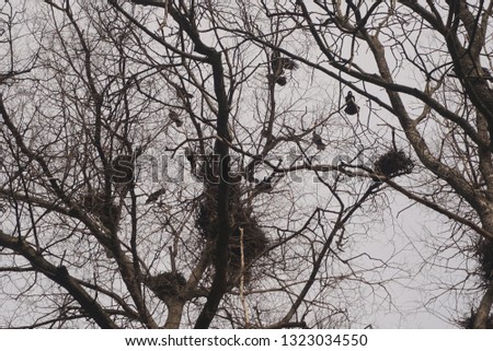 Crows nests on trees