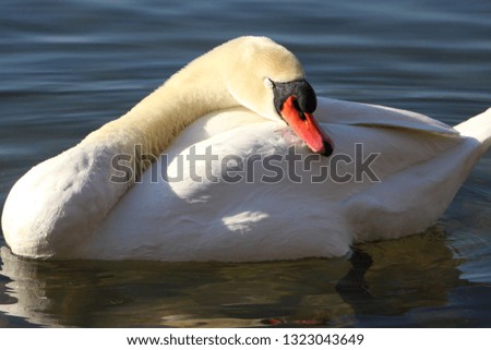 A swan sleeping in the sea