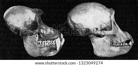 Skulls of papion and a chimpanzee, vintage photo. From the Universe and Humanity, 1910.
