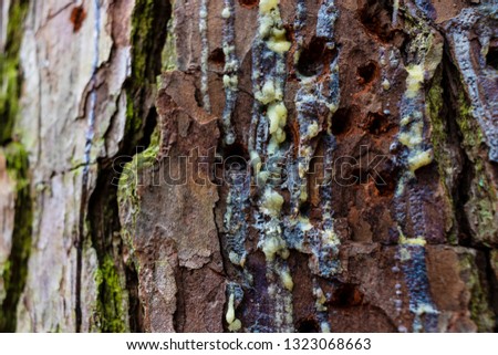 Closeup Selective Focus of Blue Sap on a Pine Tree